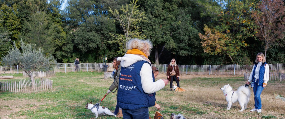 Free Dog Training Classes in London