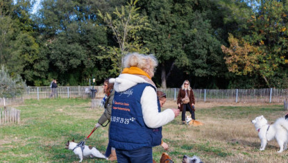 Free Dog Training Classes in London